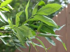 (Green Ash) leaves (Green Ash) leaves