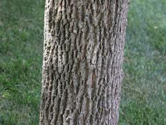 (Green Ash) trunk (Green Ash) trunk