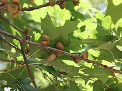 (Red Oak) acorns (Red Oak) acorns