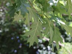 (Red Oak) leaves (Red Oak) leaves