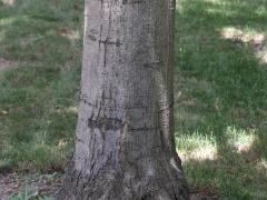 (Red Oak) trunk (Red Oak) trunk