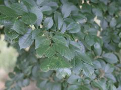 (American Elm) leaves (American Elm) leaves