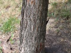 (American Elm) trunk (American Elm) trunk
