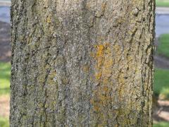 (Pin Oak) trunk (Pin Oak) trunk