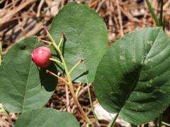 (Serviceberry) fruit (Serviceberry) fruit