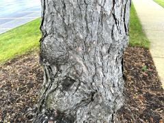 (Red Pine) trunk (Red Pine) trunk