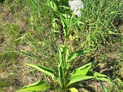 (Wild Quinine) (Wild Quinine)