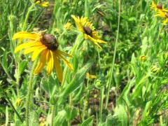(Black-eyed Susan) (Black-eyed Susan)