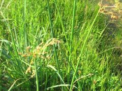 (Soft-stemmed Bulrush) (Soft-stemmed Bulrush)