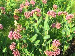 (Prairie Milkweed) colony (Prairie Milkweed) colony
