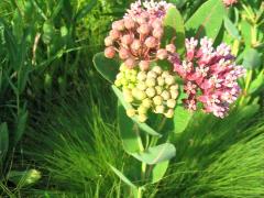 (Prairie Milkweed) inflorescence (Prairie Milkweed) inflorescence