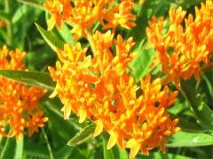 (Butterfly Milkweed) (Butterfly Milkweed)