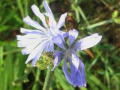 (Chicory) flowers (Chicory) flowers