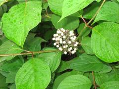 (Gray Dogwood) fruit (Gray Dogwood) fruit