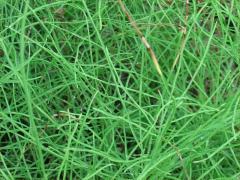 (Horsetail) (Horsetail)