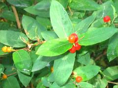(Amur Honeysuckle) fruit (Amur Honeysuckle) fruit