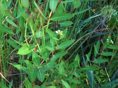 (Hemp Dogbane) fruit (Hemp Dogbane) fruit