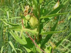(Hedge Bindweed) fruit (Hedge Bindweed) fruit