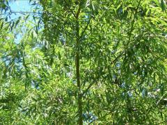 (Weeping Willow) plant (Weeping Willow) plant