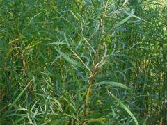 (Sandbar Willow) (Sandbar Willow)