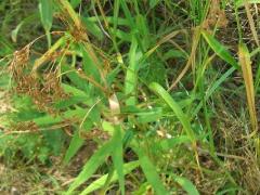 (Rufous Bulrush) (Rufous Bulrush)
