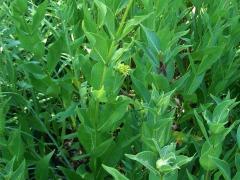 (Rosinweed) (Rosinweed)