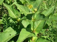 (Cup Plant) (Cup Plant)