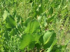 (Prairie Dock) plant (Prairie Dock) plant