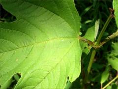(European Highbush Cranberry) leaf (European Highbush Cranberry) leaf