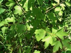 (European Highbush Cranberry) plant (European Highbush Cranberry) plant