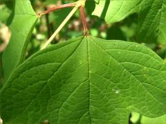 (European Highbush Cranberry) stipules (European Highbush Cranberry) stipules