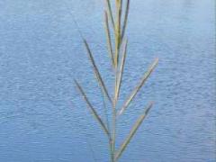 (Prairie Cord Grass) (Prairie Cord Grass)