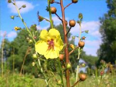 (Moth Mullein) flower (Moth Mullein) flower