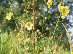 (Moth Mullein) (Moth Mullein)