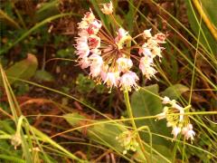 (Nodding Wild Onion) (Nodding Wild Onion)