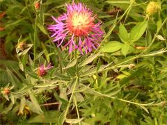(Spotted Knapweed) (Spotted Knapweed)