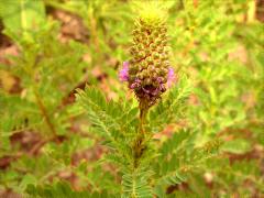 (Leafy Prairie Clover) inflorescence (Leafy Prairie Clover) inflorescence