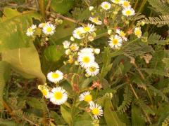 (Annual Fleabane) (Annual Fleabane)