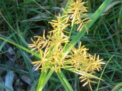 (Field Nut Sedge) (Field Nut Sedge)