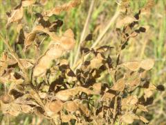 (Showy Tick Trefoil) fruit (Showy Tick Trefoil) fruit