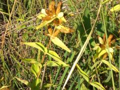 (Cream Gentian) (Cream Gentian)