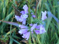 (False Dragonhead) (False Dragonhead)