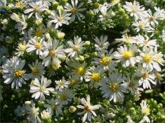 (Heath Aster) (Heath Aster)