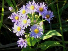 (Smooth Blue Aster) (Smooth Blue Aster)