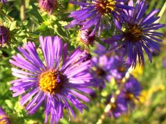 (New England Aster) (New England Aster)