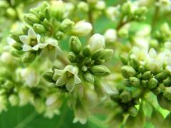 (Hemp Dogbane) flower (Hemp Dogbane) flower