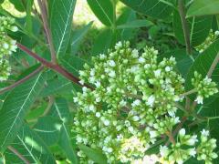 (Hemp Dogbane) flowers (Hemp Dogbane) flowers