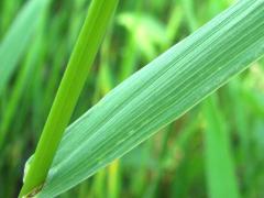 (Hungarian Brome) blade (Hungarian Brome) blade