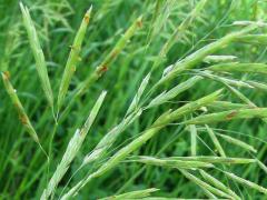 (Hungarian Brome) fruit (Hungarian Brome) fruit