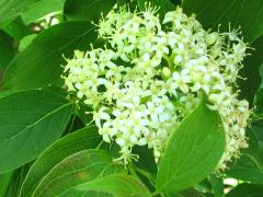 (Gray Dogwood) flowers (Gray Dogwood) flowers